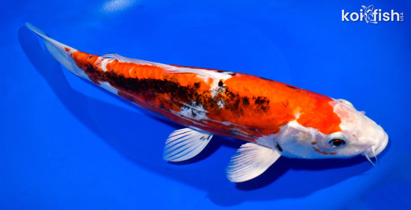 11.75" BENI KIKOKURYU
