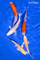 PACK OF (5) 3.75-4.5" STANDARD KOI