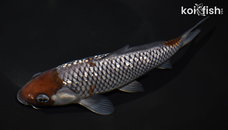 8.5" GINRIN OCHIBA SHIGURE