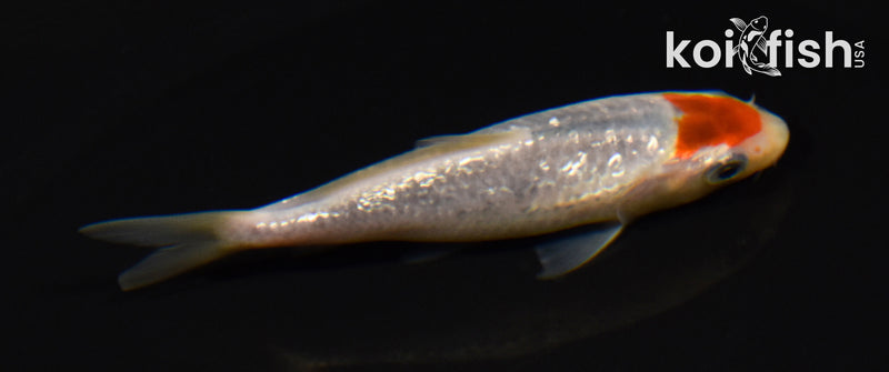 3.75" GINRIN TANCHO GOROMO