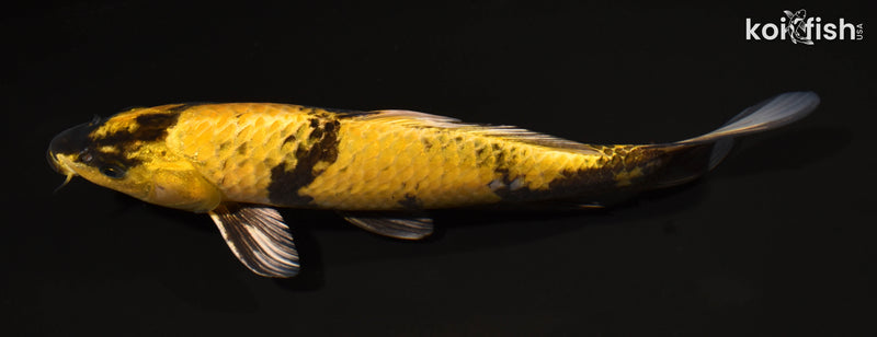 11.25" KIN KI UTSURI