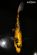 11.25" KIN KI UTSURI
