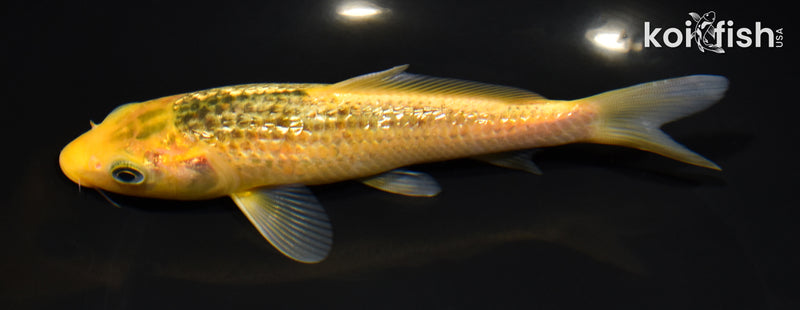 6.75" GINRIN MIDORIGOI