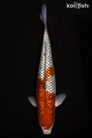 15.5" GINRIN OCHIBA SHIGURE