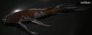 10.5" OCHIBA SHIGURE BUTTERFLY
