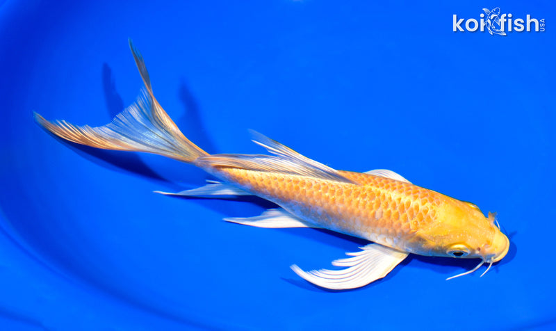 8" HARIWAKE BUTTERFLY