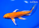 9" ORENJI OGON BUTTERFLY