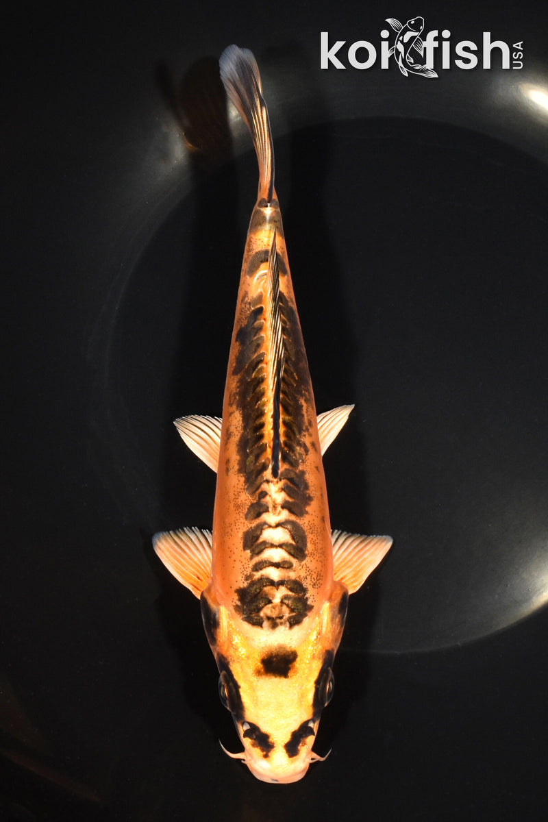 7.5" BENI KIKOKURYU