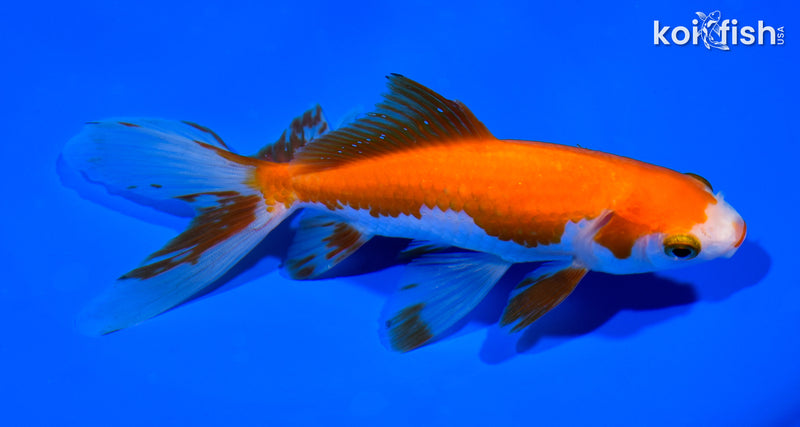 6.5" WATONAI GOLDFISH