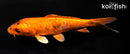 6" KIN HI UTSURI