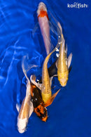 PACK OF (5) 4.75-5.25" BUTTERFLY KOI