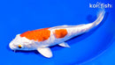 7.5" ARAGOKE HARIWAKE