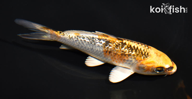5.5" GINRIN KUJAKU