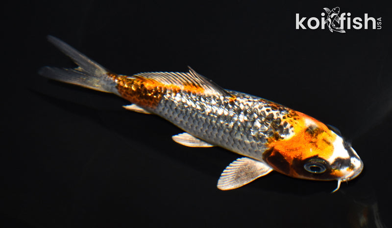 5.25" GINRIN BENI GINGA