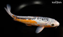 13.5" HI SHUSUI
