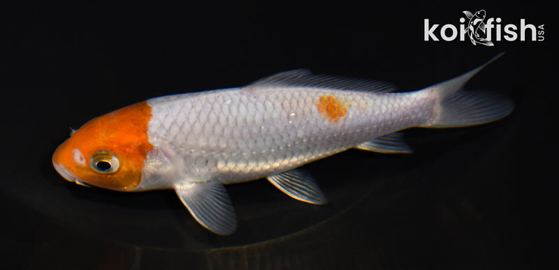 5.25" MARUTEN OCHIBA SHIGURE