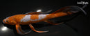 9.5" OCHIBA SHIGURE BUTTERFLY