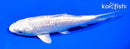 5.5" GINRIN PLATINUM OGON