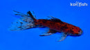 6" CALICO WATONAI GOLDFISH