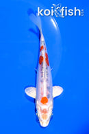 5.5" GINRIN HEISEI NISHIKI