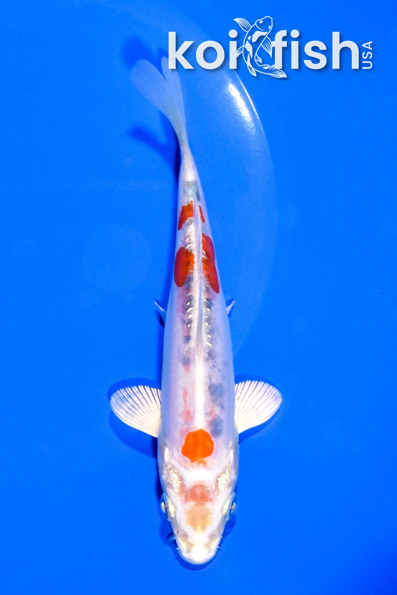 5.5" GINRIN HEISEI NISHIKI