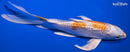 7.25" GINRIN HARIWAKE BUTTERFLY