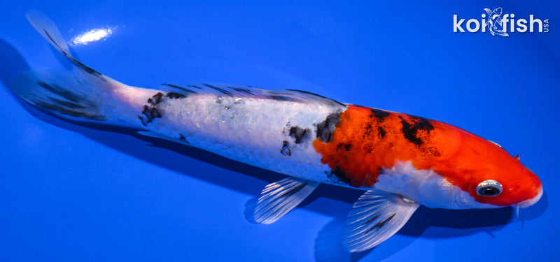 Orange Koi Fish For Sale – Page 14
