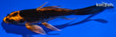 5" KIN ORENJI MATSUBA BUTTERFLY