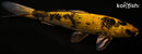 11.25" KIN KI UTSURI