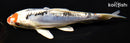 6.75" BENI KIKOKURYU