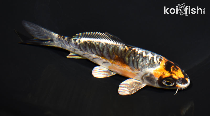 4.75" ARAGOKE BENI KIKOKURYU