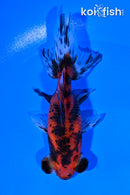 4.25" CALICO TELESCOPE FANTAIL GOLDFISH