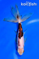 6.25" WATONAI GOLDFISH