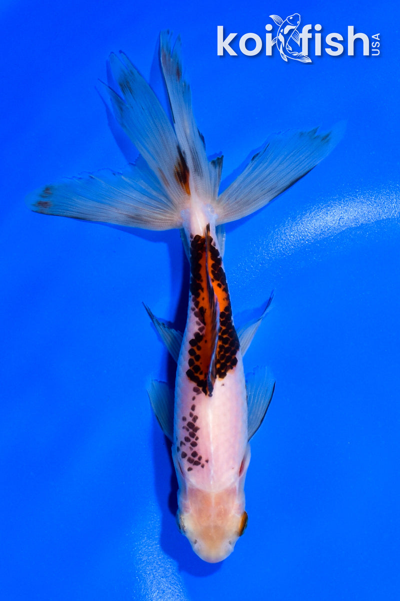 6.25" WATONAI GOLDFISH