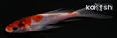4" GOSHIKI BUTTERFLY
