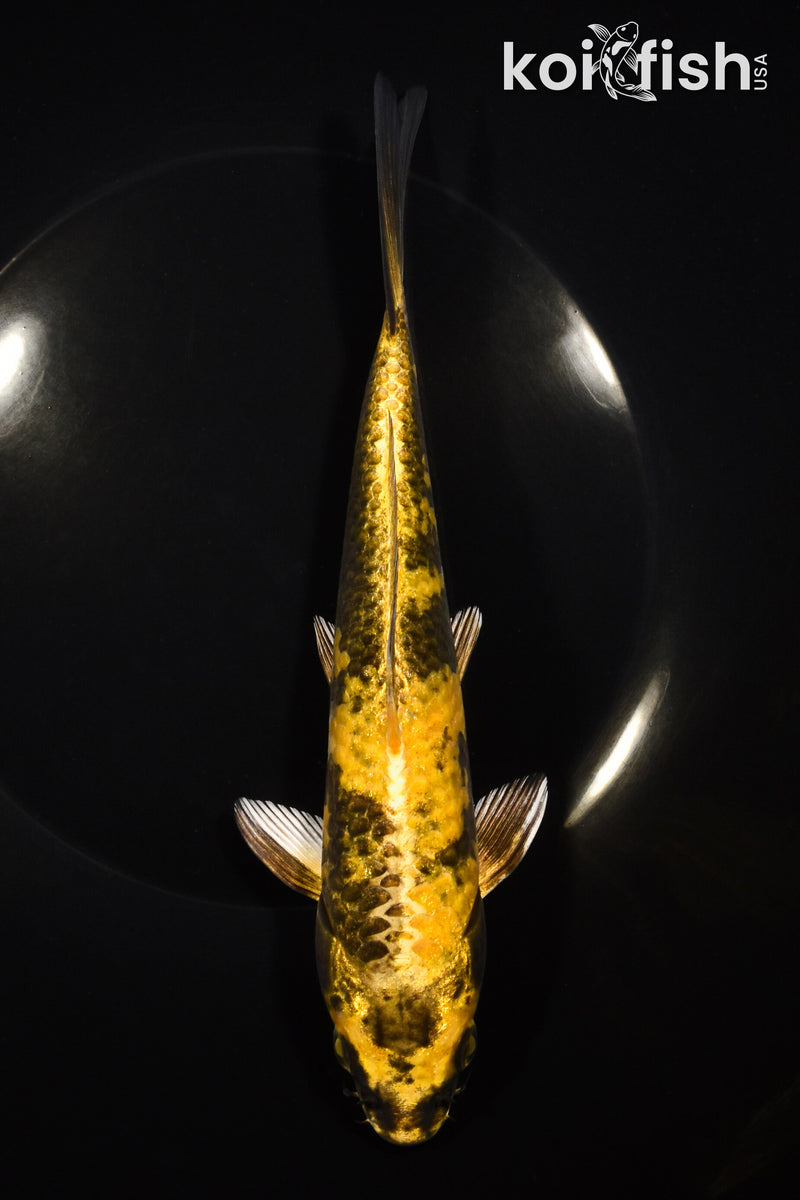8.25" KIN KI UTSURI
