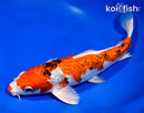 11.25" GINRIN YAMATO NISHIKI
