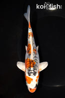 6.75" DOITSU KUJAKU