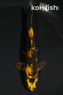 4.75" DOITSU KIN KI UTSURI
