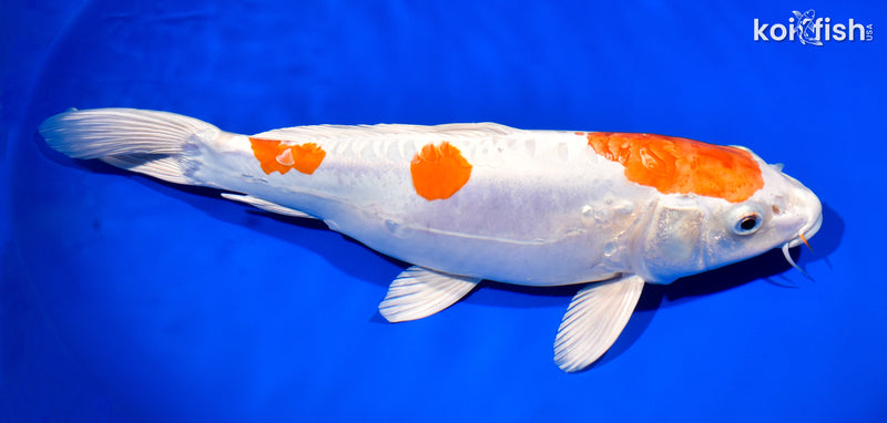 13" KIKUSUI