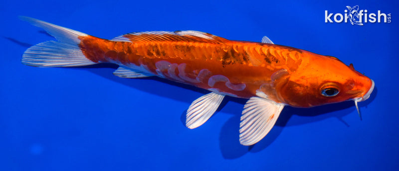 7.5" HEISEI NISHIKI