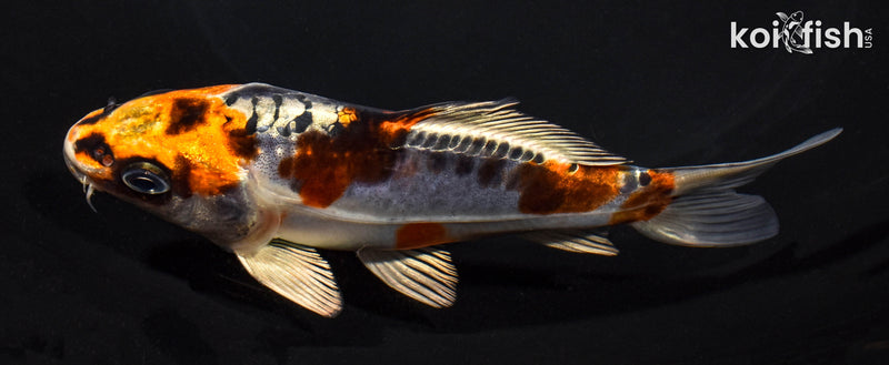 5.25" BENI KIKOKURYU