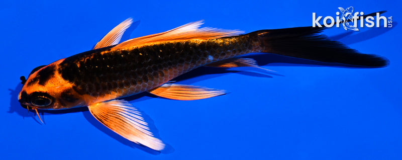 5.25" ORENJI MATSUBA BUTTERFLY