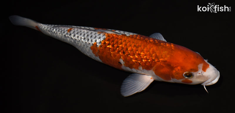 15.5" GINRIN OCHIBA SHIGURE