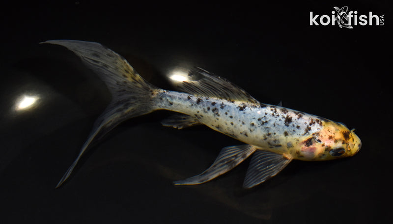 7.75" SHUBUNKIN GOLDFISH