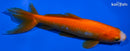 6" WAKIN GOLDFISH