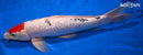 14.75" GINRIN TANCHO SANKE