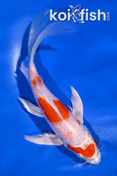 6.75" HARIWAKE BUTTERFLY