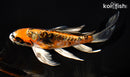 7" ARAGOKE BENI KIKOKURYU BUTTERFLY