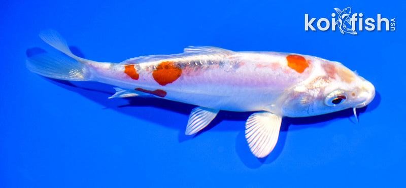 5.5" GINRIN HEISEI NISHIKI